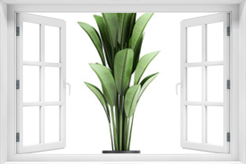 Fototapeta Naklejka Na Ścianę Okno 3D - tropical plants Strelitzia in a pot on a white background