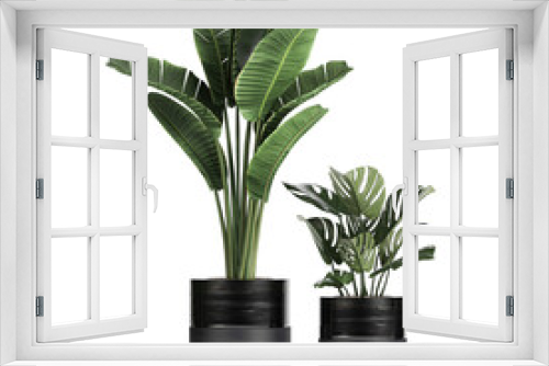 Fototapeta Naklejka Na Ścianę Okno 3D - tropical plants Strelitzia in a pot on a white background