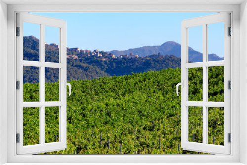 Fototapeta Naklejka Na Ścianę Okno 3D - Linguizzetta vineyard in eastern plain of Corsica island