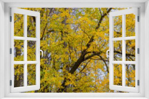 Fototapeta Naklejka Na Ścianę Okno 3D - 650-92 Autumn Yellows
