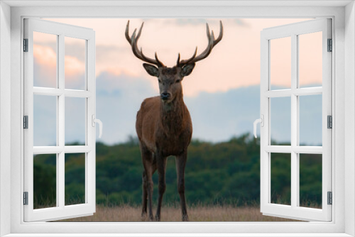 Fototapeta Naklejka Na Ścianę Okno 3D - Beautiful red deer stag