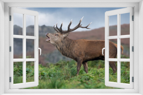 Fototapeta Naklejka Na Ścianę Okno 3D - Red Deer Stag (Cervus elaphus) bellowing/bolving