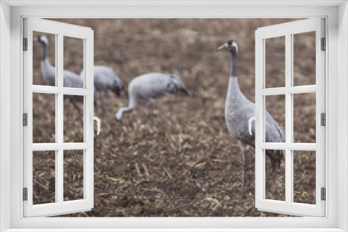 Fototapeta Naklejka Na Ścianę Okno 3D - Flock of cranes on field