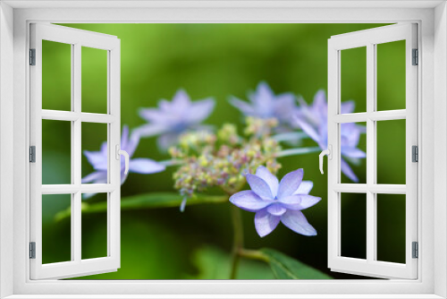Fototapeta Naklejka Na Ścianę Okno 3D - 八重の額紫陽花(七段花)