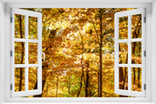 Fototapeta Naklejka Na Ścianę Okno 3D - Fall colors on trees on a hillside in Frick Park in Pittsburgh, Pennsylvania, USA on a sunny autumn day