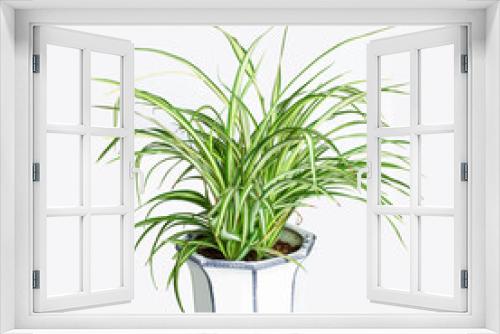Fototapeta Naklejka Na Ścianę Okno 3D - The beautiful spider plant grows in flowerpots