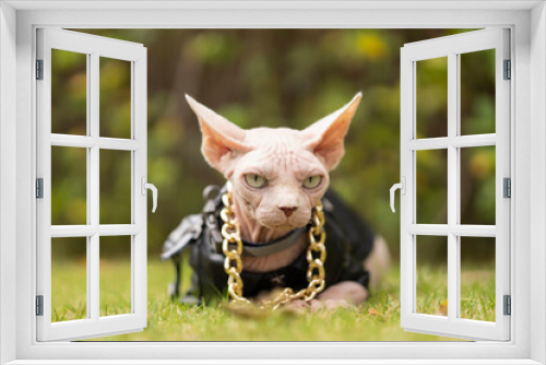 Fototapeta Naklejka Na Ścianę Okno 3D - Angry Sphinx hairless cat in a black leather jacket and a gold necklace sits in the grass, look to camera