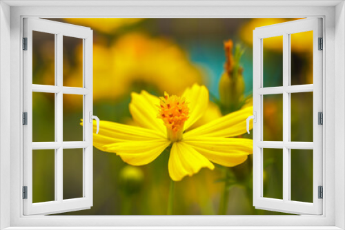 Fototapeta Naklejka Na Ścianę Okno 3D - Yellow flowers in nature