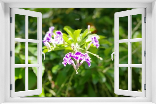 Fototapeta Naklejka Na Ścianę Okno 3D - デュランタの花