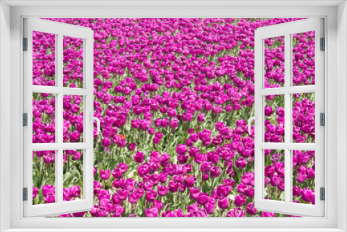 Fototapeta Naklejka Na Ścianę Okno 3D - tulips in the tulip farm