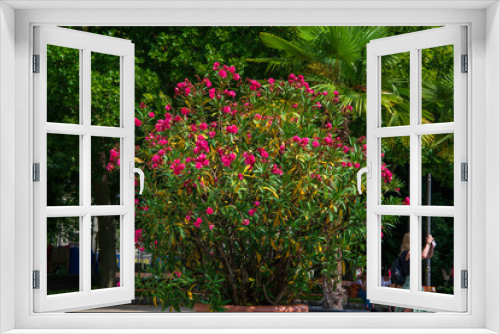 Fototapeta Naklejka Na Ścianę Okno 3D - red flower
