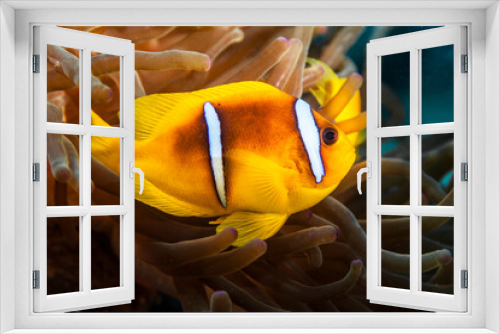 Fototapeta Naklejka Na Ścianę Okno 3D - Close up of Anemonefish with Sea Anemone in Red Sea /Egypt