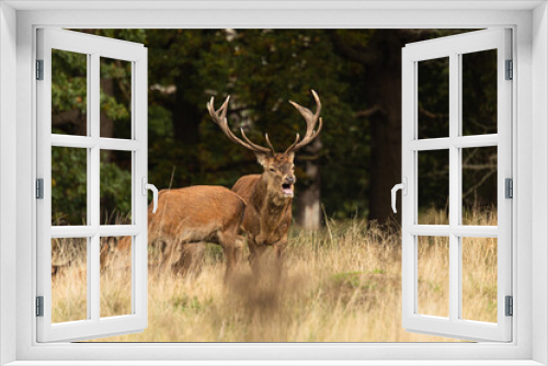 Fototapeta Naklejka Na Ścianę Okno 3D - Adult red deer standing up and roaring while walking around his herd during rutting season at Richmond Park, London, United Kingdom. Rutting season last for 2 months during autumn