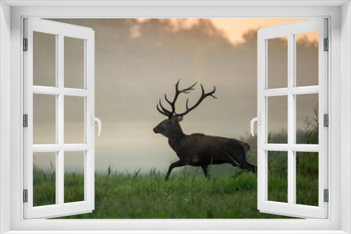 Fototapeta Naklejka Na Ścianę Okno 3D - Red deer walking in forest on fog
