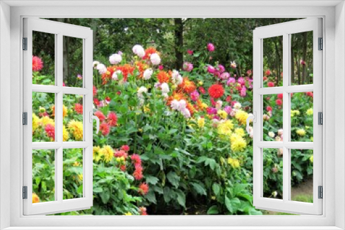 Fototapeta Naklejka Na Ścianę Okno 3D - colorful dahlia flowers in the garden