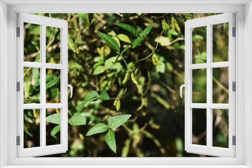 Fototapeta Naklejka Na Ścianę Okno 3D - Glycine soja /  Fabaceae annual vine grass.