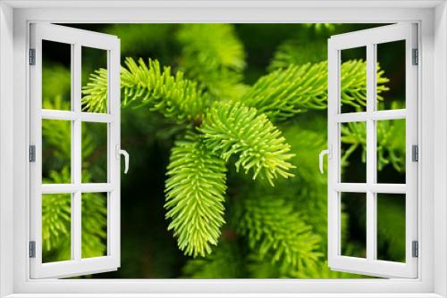Fototapeta Naklejka Na Ścianę Okno 3D - Lush green leaves of spruce in nature.