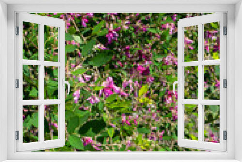 Fototapeta Naklejka Na Ścianę Okno 3D - 秋に咲く萩の花
