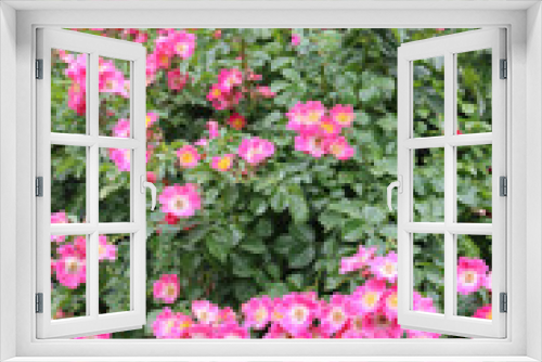 Fototapeta Naklejka Na Ścianę Okno 3D - Pink roses on bush . Climber plant in bloom in the garden