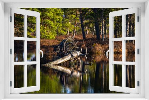 Fototapeta Naklejka Na Ścianę Okno 3D - Morning in the swamp lake