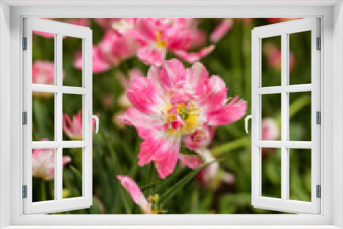 Fototapeta Naklejka Na Ścianę Okno 3D - Close up of a pink and white Tulip flower in a flower bed