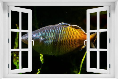 Fototapeta Naklejka Na Ścianę Okno 3D - Boesemani Rainbowfish (Melanotaenia boesemani) beautiful ornamental fish