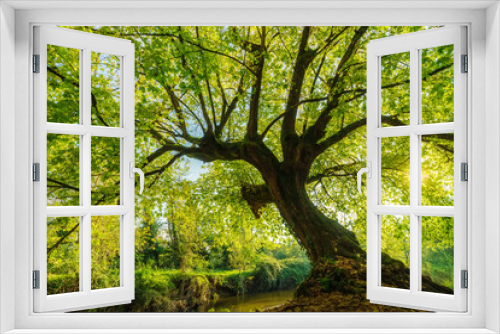 Fototapeta Naklejka Na Ścianę Okno 3D - Large Negundo maple tree