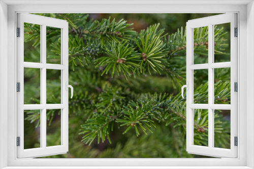 Fototapeta Naklejka Na Ścianę Okno 3D - A branch of green fir tree close-up.