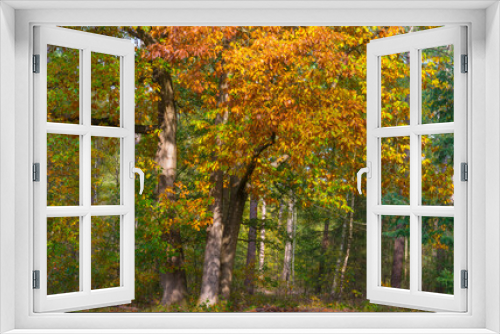 Fototapeta Naklejka Na Ścianę Okno 3D - Trees in autumn colors in a forest in bright sunlight at fall, Baarn, Lage Vuursche, Utrecht, The Netherlands, October 23, 2020
