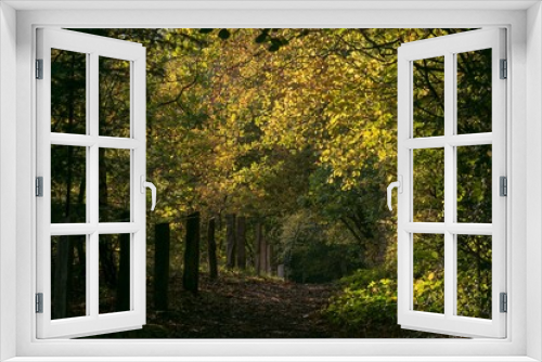 Fototapeta Naklejka Na Ścianę Okno 3D - idyllischer Waldweg mit Herbstlaub