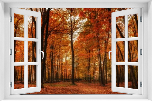 Fototapeta Naklejka Na Ścianę Okno 3D - A forest in the Fall