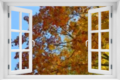 Fototapeta Naklejka Na Ścianę Okno 3D - Maple tree branch with bright yellow, red, orange leaves against blue sky. Vertical view. Autumn leaf color. Fall landscape background. Beauty in nature. City park. Inspiration. Ecology concept.