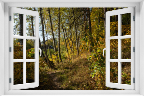 Fototapeta Naklejka Na Ścianę Okno 3D - Autumn forest with birch and pine trees in bright yellow leaves.