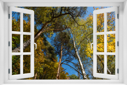 Fototapeta Naklejka Na Ścianę Okno 3D - The tops of birches and pines converging in the center of the frame on an autumn day.