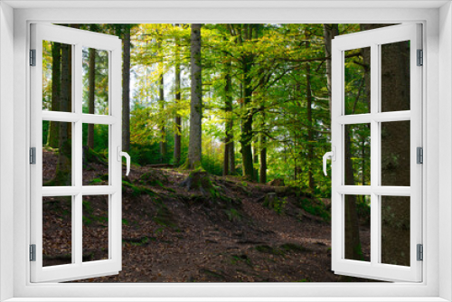 Fototapeta Naklejka Na Ścianę Okno 3D - Herbststimmung in den Wäldern der Vogesen