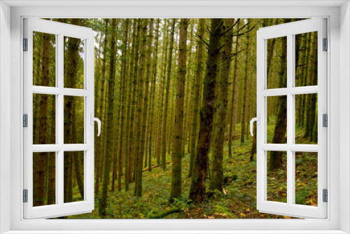 Fototapeta Naklejka Na Ścianę Okno 3D - Herbststimmung in den Wäldern der Vogesen