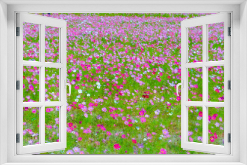 Fototapeta Naklejka Na Ścianę Okno 3D - 咲き乱れるピンクのコスモス園の風景