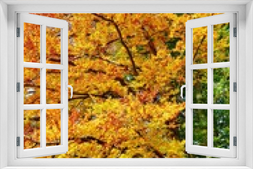 Fototapeta Naklejka Na Ścianę Okno 3D - Leuchtender Herbstwald