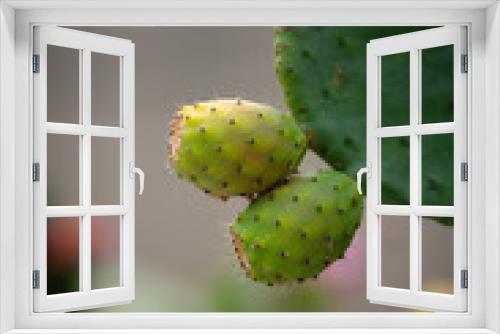 Fototapeta Naklejka Na Ścianę Okno 3D - kolorowy kaktus makro