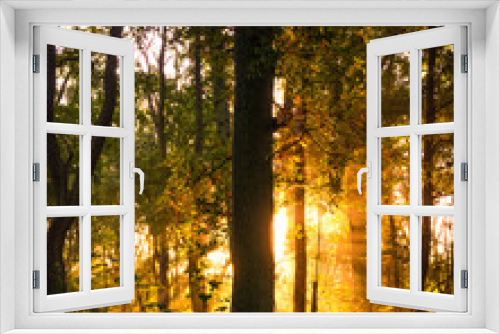 Fototapeta Naklejka Na Ścianę Okno 3D - Sunrise in Woodland