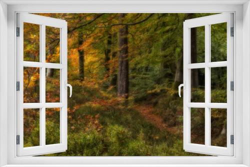 Fototapeta Naklejka Na Ścianę Okno 3D - Early stages of Autumn at Mamhead in Devon showing the beautiful orange colours on the edges of the branches against the various shades of green still in the foliage and trees