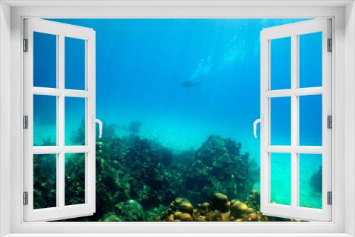 Fototapeta Naklejka Na Ścianę Okno 3D -              underwater scuba dive Caribbean sea Venezuela    