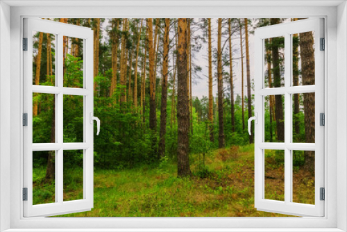 Fototapeta Naklejka Na Ścianę Okno 3D - Coniferous forest in summer day