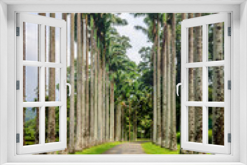 Fototapeta Naklejka Na Ścianę Okno 3D - Palm tree avenue, palm trees on a path on Sri Lanka in the botanical garden