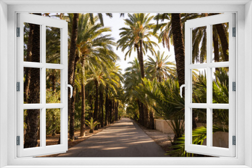 Fototapeta Naklejka Na Ścianę Okno 3D - Empty road surrounded by many date palms at sunset in the city of Elche, Alicante, Spain. Green palm garden. World Heritage.