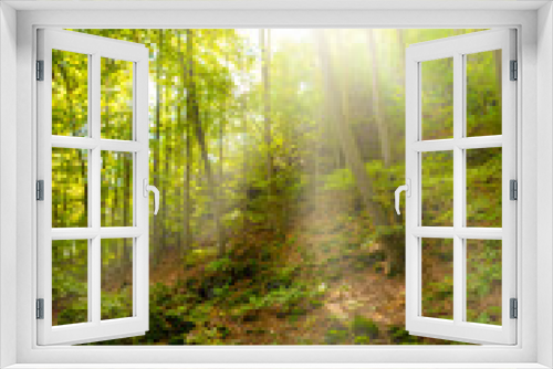Fototapeta Naklejka Na Ścianę Okno 3D - Schöner Wald im Sommer mit Sonne