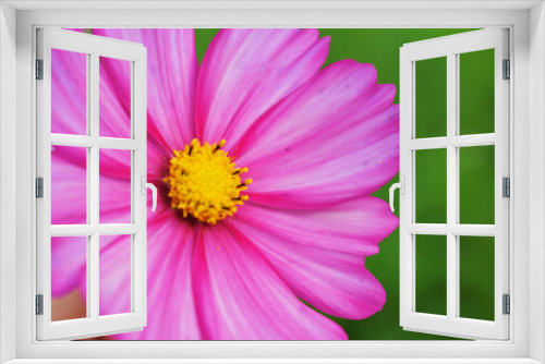 Fototapeta Naklejka Na Ścianę Okno 3D - open pink space flower on green background