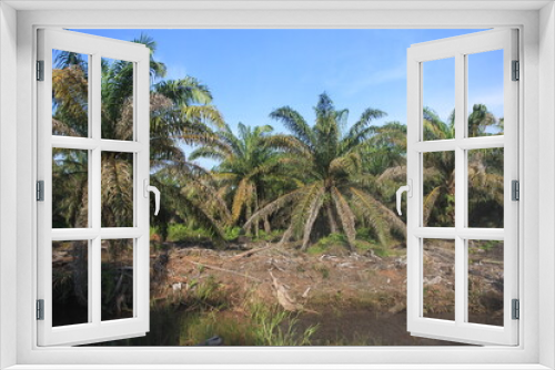 Fototapeta Naklejka Na Ścianę Okno 3D - 
The Rawa Tripa peat forest, Aceh as a natural fortress, played an important role in reducing water from the tsunami disaster.