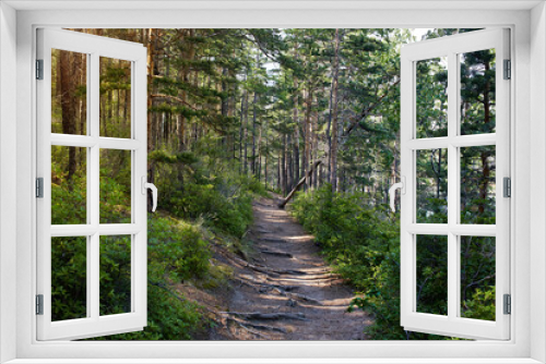 Fototapeta Naklejka Na Ścianę Okno 3D - A path in a pine forest in summer.