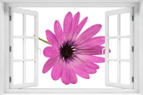 Fototapeta Naklejka Na Ścianę Okno 3D - Osteospermum Daisy